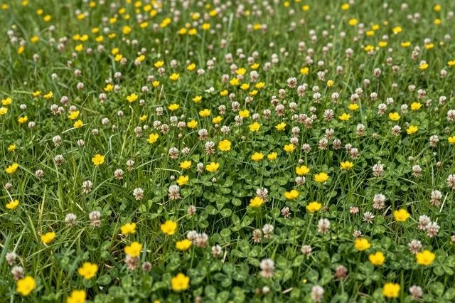 Close-up view of a sunlit meadow filled with yellow buttercups and pale pink clover among green grass