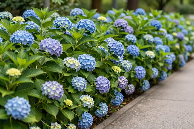 Lush blue and purple hydrangea bushes line a paved garden path on a summer day