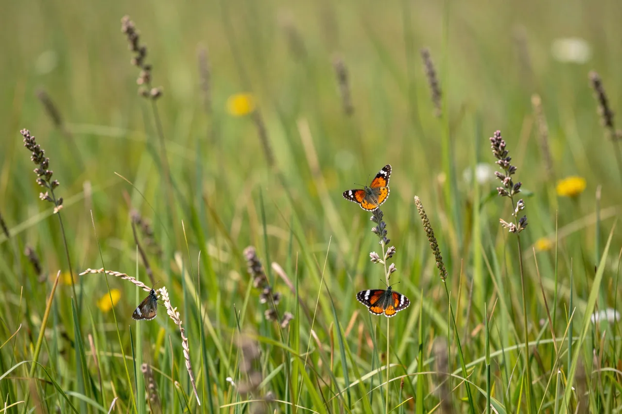 Three butterflies rest on tall grass and wildflowers in a sunlit summer meadow