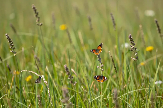 Three butterflies rest on tall grass and wildflowers in a sunlit summer meadow