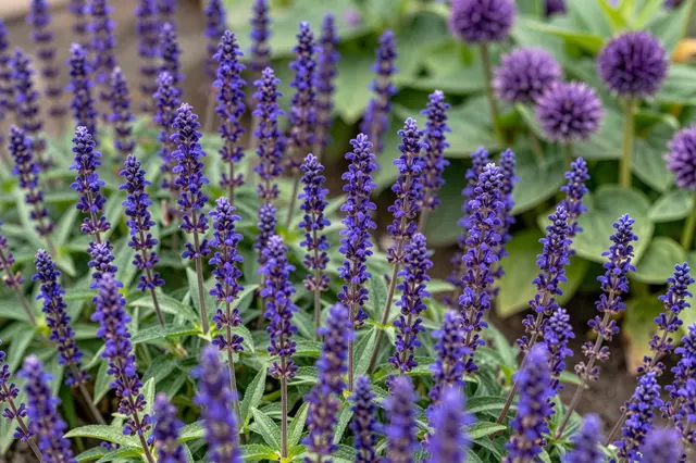 Close-up of purple salvia, allium and verbena blooms growing in a sunny summer garden bed