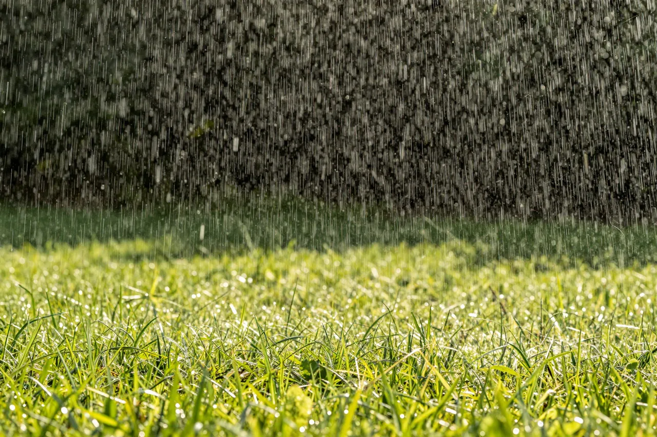 Falling rain droplets drift over bright, sunlit green grass blades glistening in daylight