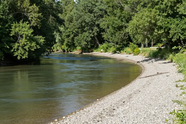 A calm curving river borders a light gravel bar surrounded by dense green summer trees.