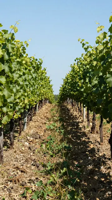 Vertical view down a narrow sunlit vineyard row flanked by green grapevines under a clear blue sky