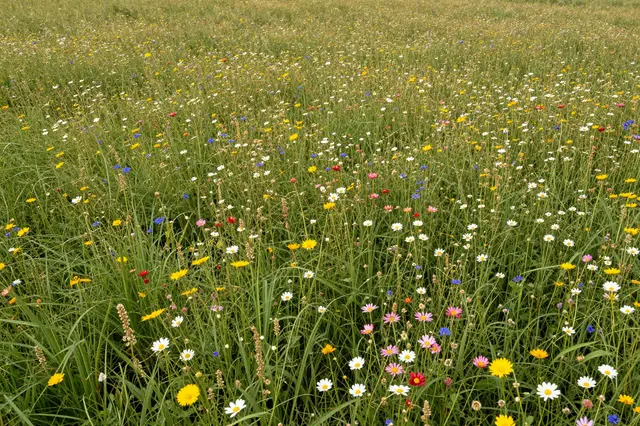 Dense grassy field margin filled with a variety of colorful blooming summer wildflowers