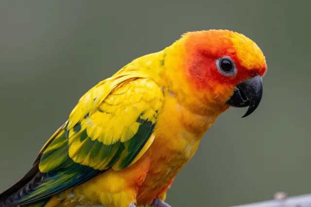 A vibrant sun conure with orange, yellow and green plumage perches against a soft blurred green background.