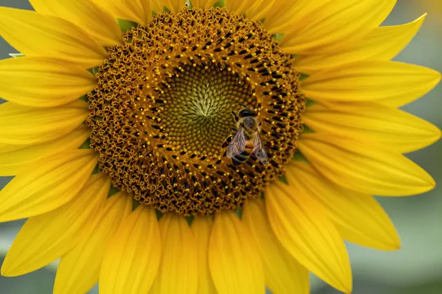 A close up view of a bright yellow sunflower with a honey bee resting on its central seed disk