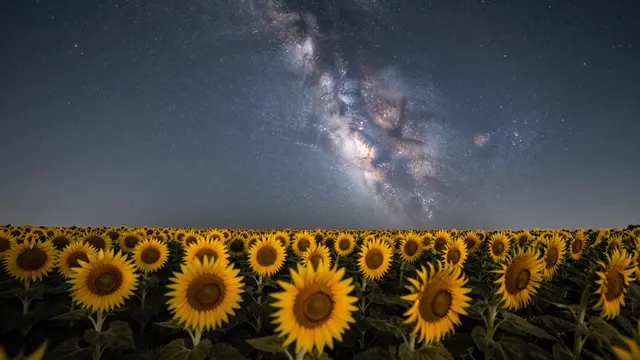 A wide field of blooming sunflowers stretches beneath a glowing, starry Milky Way night sky