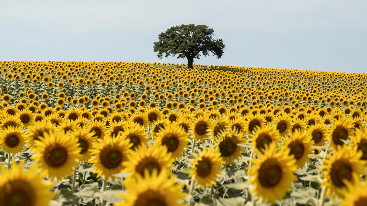 A vast field of sunflowers stretches toward a single oak tree standing on the horizon under a pale blue sky