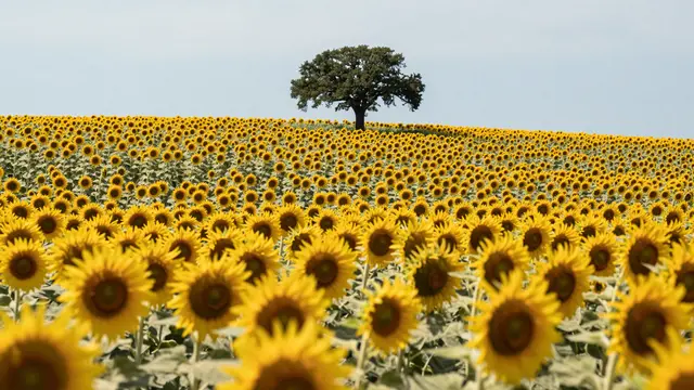 A vast field of sunflowers stretches toward a single oak tree standing on the horizon under a pale blue sky