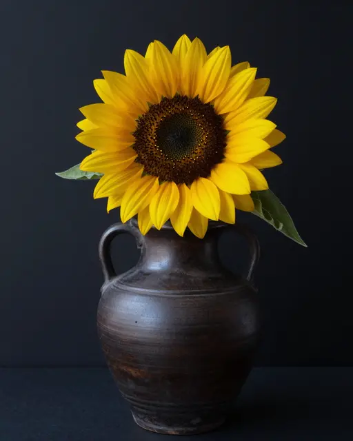 A single bright yellow sunflower sits in a dark handthrown stoneware jug against a solid black background.