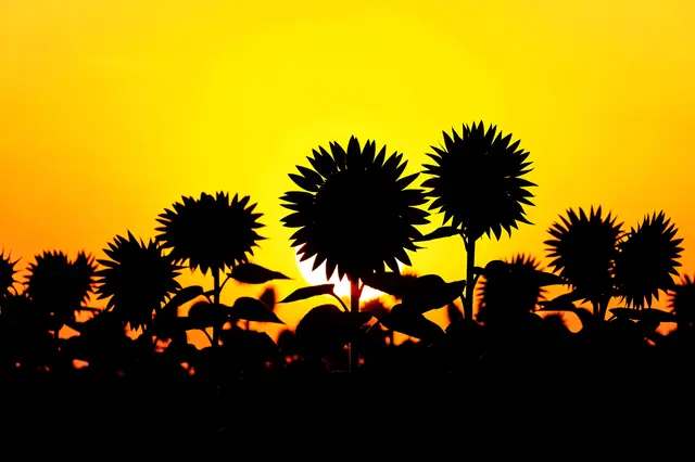 Black sunflower silhouettes stand against a bright yellow and orange sunset sky, with the sun peeking behind the central
