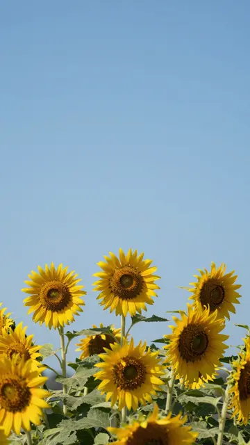 Bright sunflower blooms sit at the bottom of the frame below a wide, empty clear blue sky.