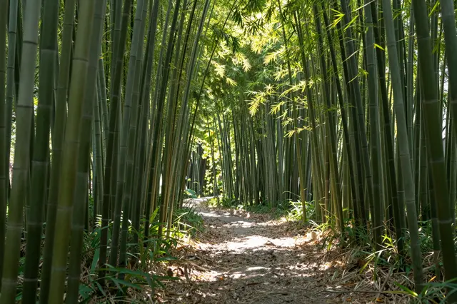 A dirt path winds through a dense bamboo grove as dappled sunlight filters through the canopy