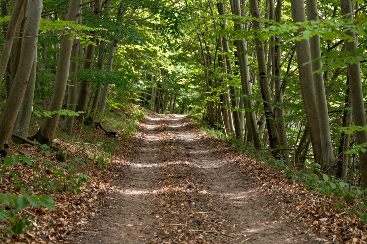 A winding narrow dirt path cuts through a sunlit, lush beech forest canopy