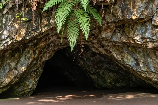 View from inside a sunlit cave looking out at lush hanging ferns framing the rocky entrance