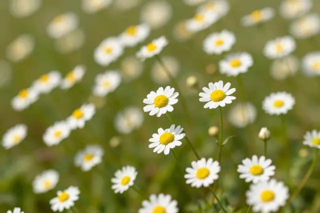 Sharp chamomile blooms with white petals and yellow centers stand out against a soft blurred sunny meadow background