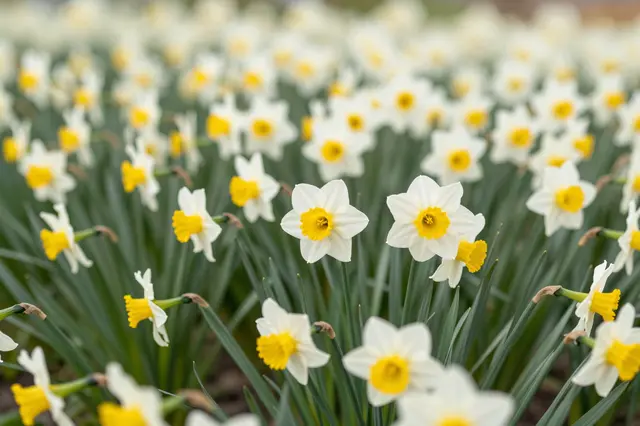Sharp foreground white and yellow daffodils fill a sunlit field with softly blurred background blooms.