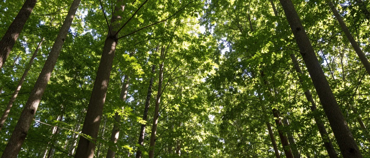 Low angle upward view of sun filtering through dense green forest tree canopy