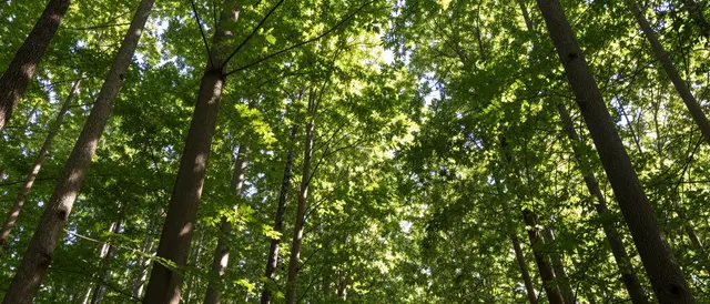 Low angle upward view of sun filtering through dense green forest tree canopy