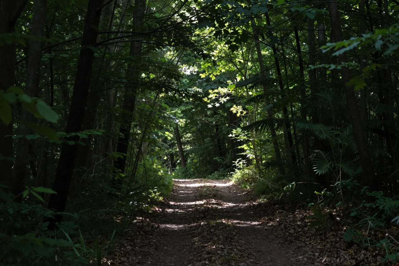 A narrow dirt path winds through dense dark forest, lit by dappled shafts of overhead sunlight.