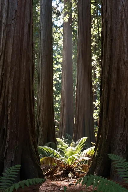 Sunbeams filter between tall giant sequoia trunks onto forest ferns below