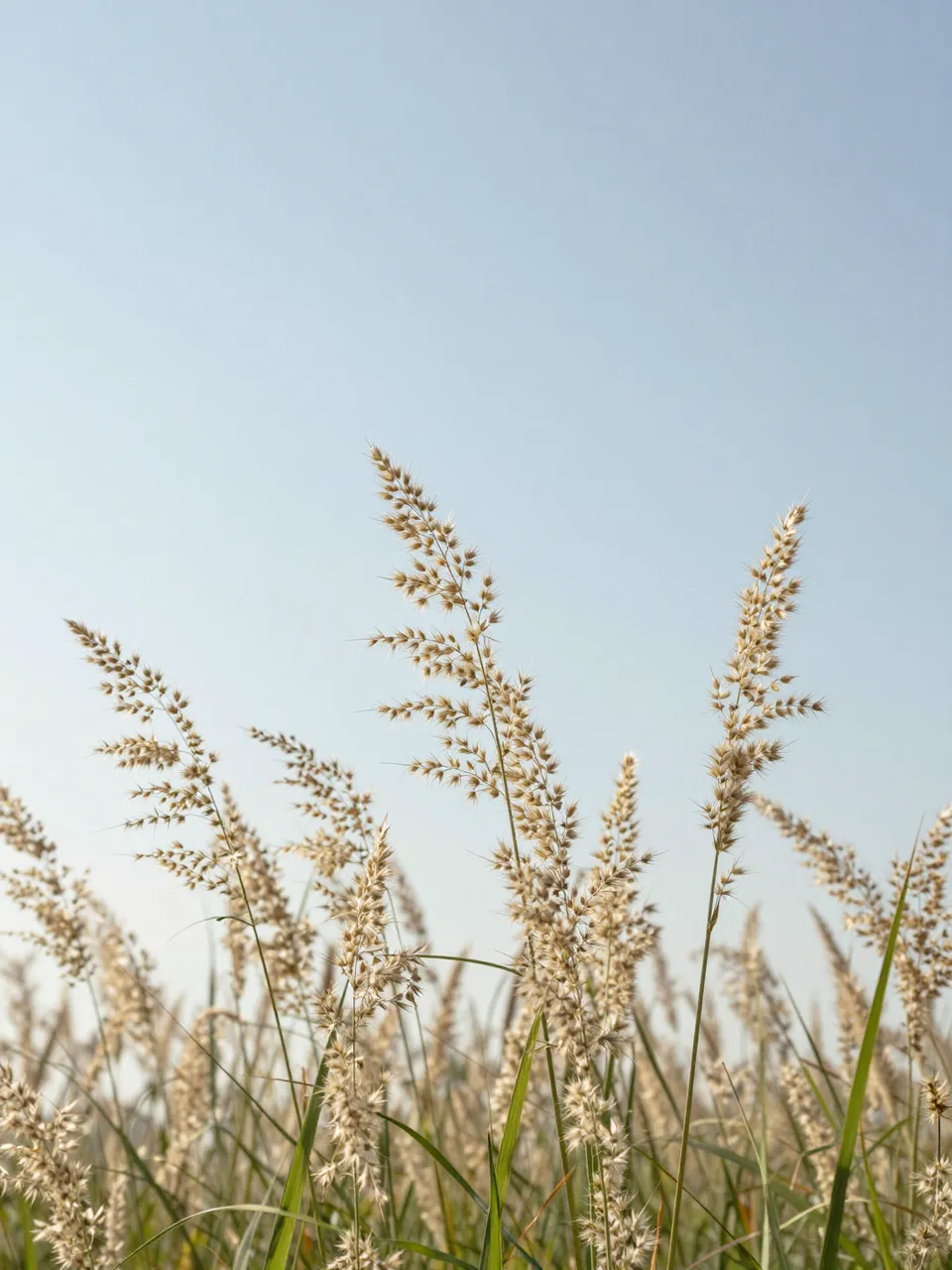 Sunlit tall grass seed heads stand against a pale clear blue sky with empty upper copy space.