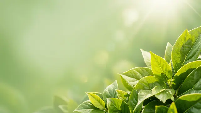 Fresh green leaves with sun flare sit in the lower right against a soft blurred green backdrop with empty left copy space