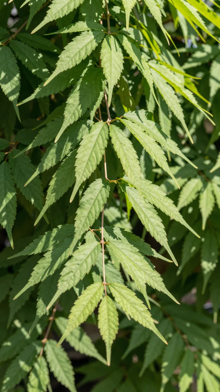 Looking up at bright serrated green leaves backlit by warm summer sunlight.