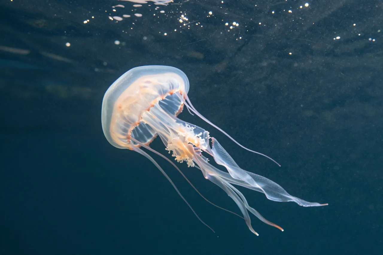A translucent jellyfish floats in sun-dappled dark blue water near the ocean surface