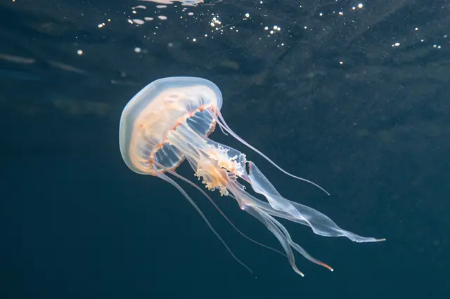 A translucent jellyfish floats in sun-dappled dark blue water near the ocean surface