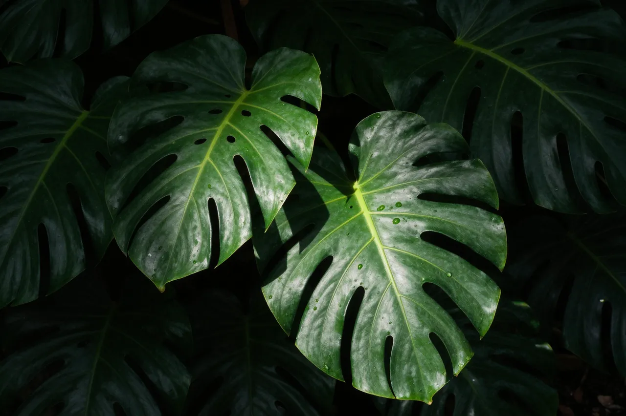 Glossy monstera leaves sit mostly in deep shadow with a narrow sliver of sunlight catching their surface and water droplets