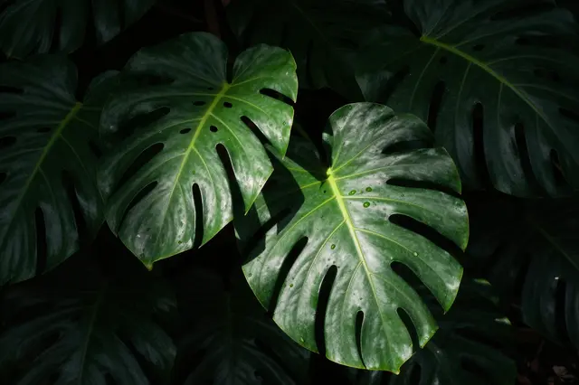 Glossy monstera leaves sit mostly in deep shadow with a narrow sliver of sunlight catching their surface and water droplets