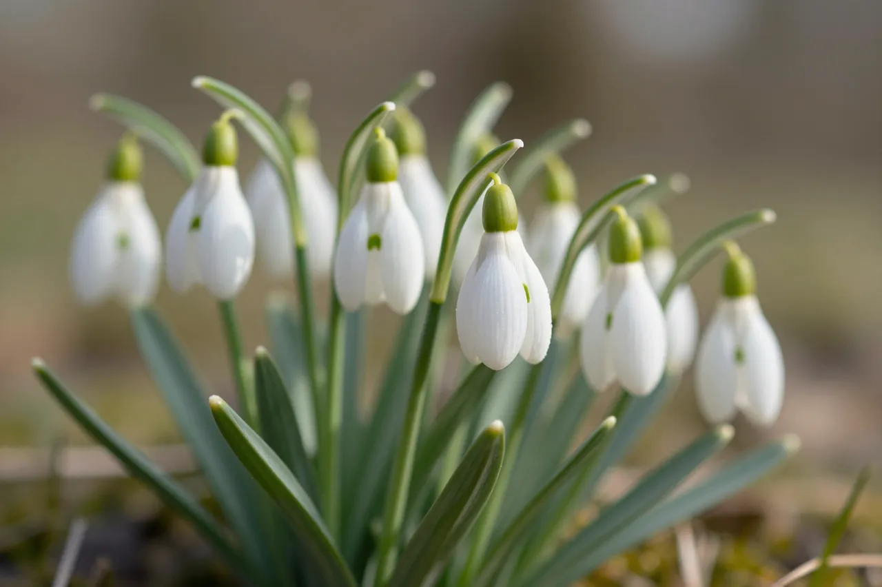 A cluster of delicate nodding snowdrop flowers glows in soft late winter sunlight above mossy ground.