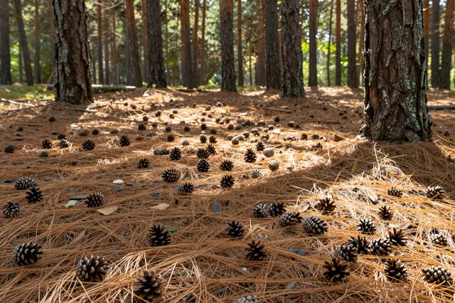 Sun-dappled pine forest floor covered in dry needles and scattered fallen pine cones