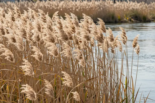 Golden feathery papyrus reeds grow along the edge of a calm sunlit river