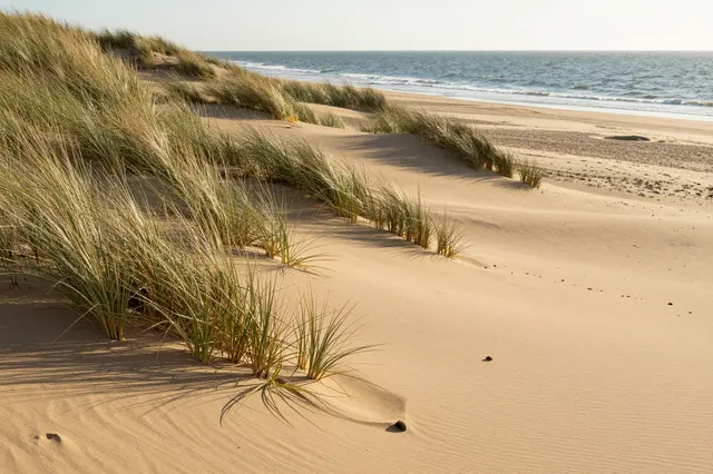 Sand dunes dotted with beach grass slope gently toward the calm ocean under soft sunrise light