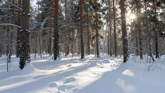 Bright sunbeams stream through snow-covered pine trees across deep snowdrifts in a winter forest