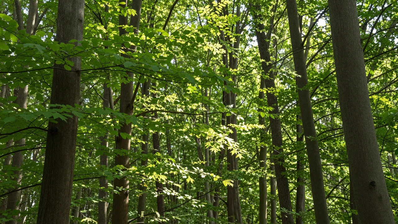 Bright sunlight filters through fresh green spring leaves above tall tree trunks in a dense forest