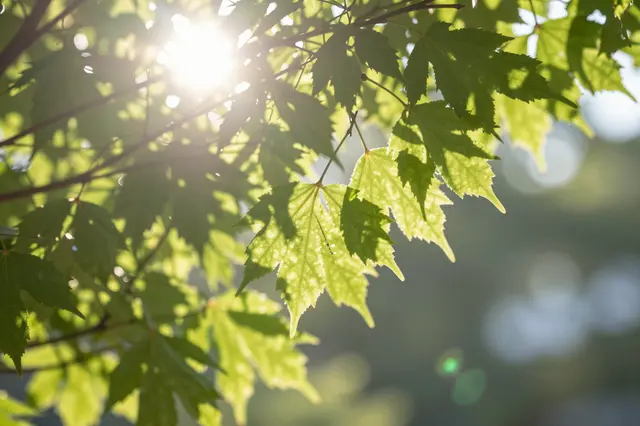 Warm sunlight streams through green maple leaves, creating soft lens flare and bokeh against blurred greenery