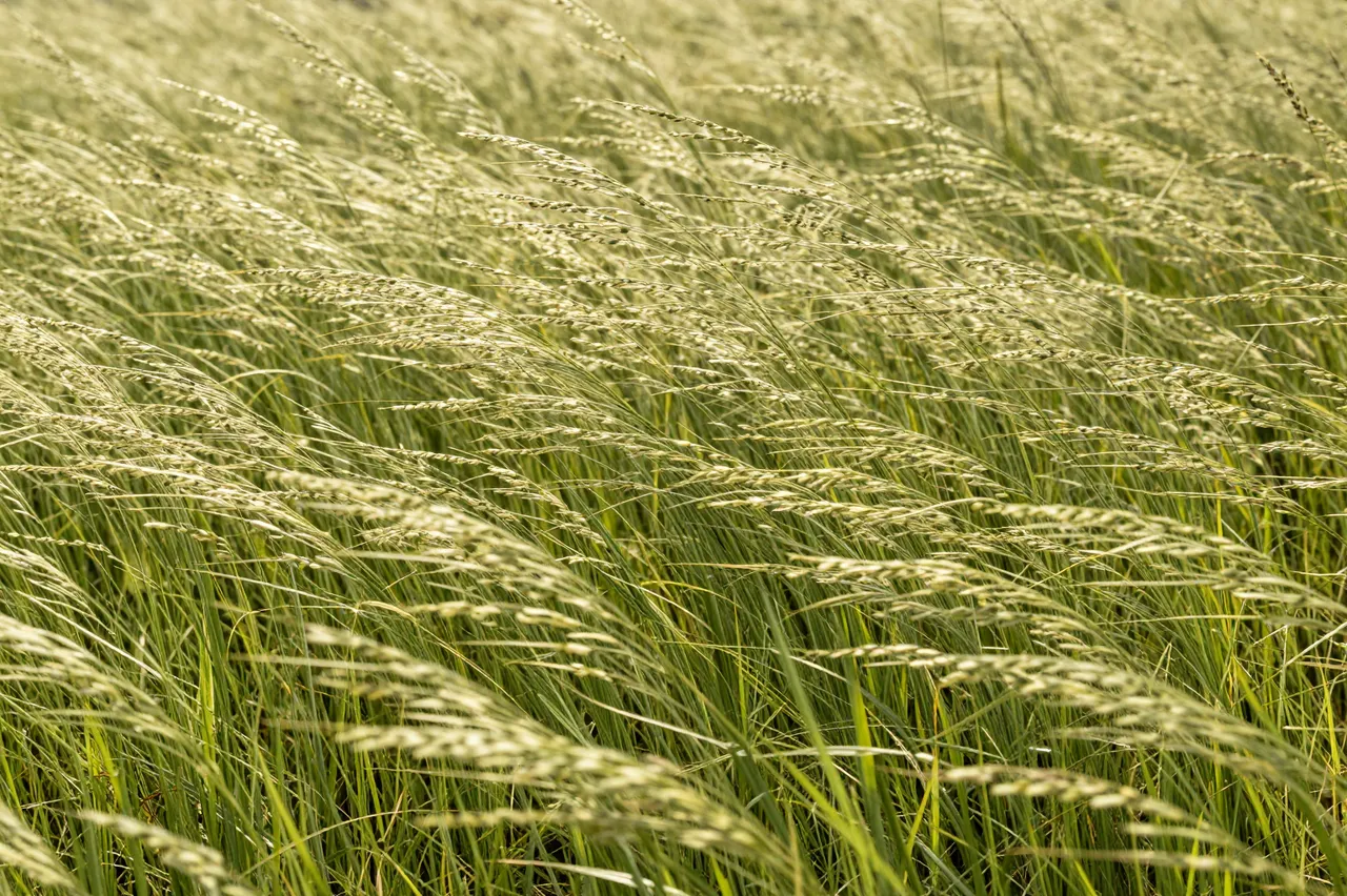 Warm golden sunlight illuminates tall grass swaying gently across a meadow