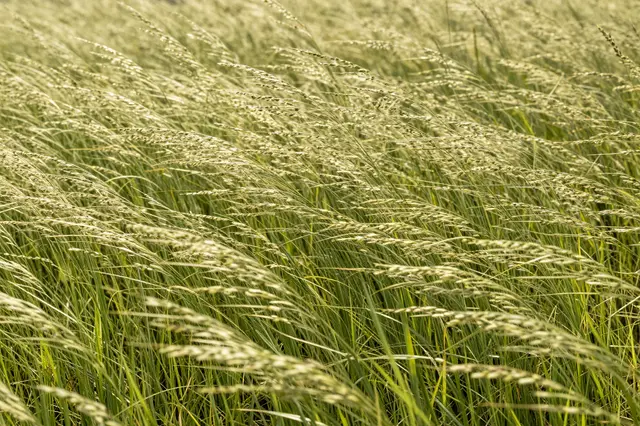 Warm golden sunlight illuminates tall grass swaying gently across a meadow