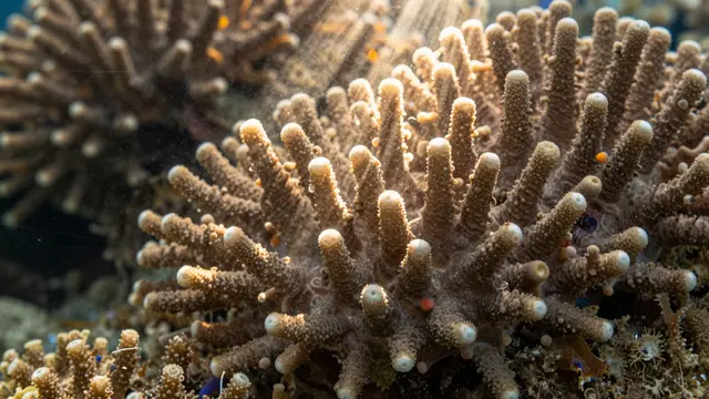 Staghorn coral colonies stand illuminated by sunbeams filtering through clear ocean water with floating particulate dust