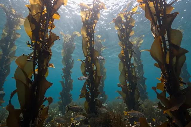 Sunbeams filter through clear blue ocean water over tall kelp stalks and small swimming fish