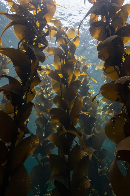 Sunlight filters from the surface through dense tall kelp stalks in clear blue ocean water
