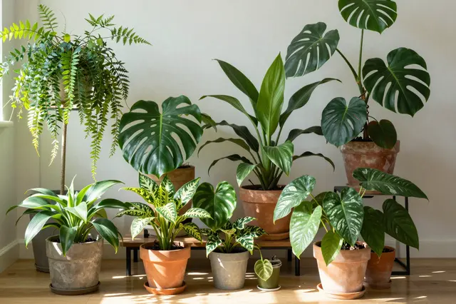 A curated arrangement of potted houseplants sits on a sunlit wooden floor against a plain white wall
