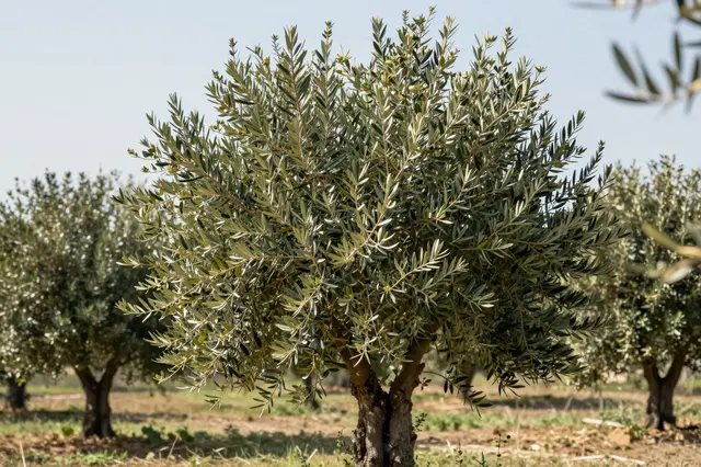 A mature olive tree stands in sharp focus in a sunlit olive grove under pale clear sky.
