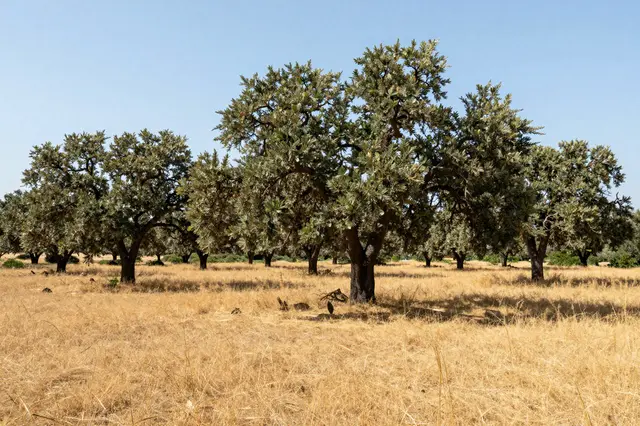 Scattered holm oak trees stand across golden dry grass under a clear pale blue summer sky