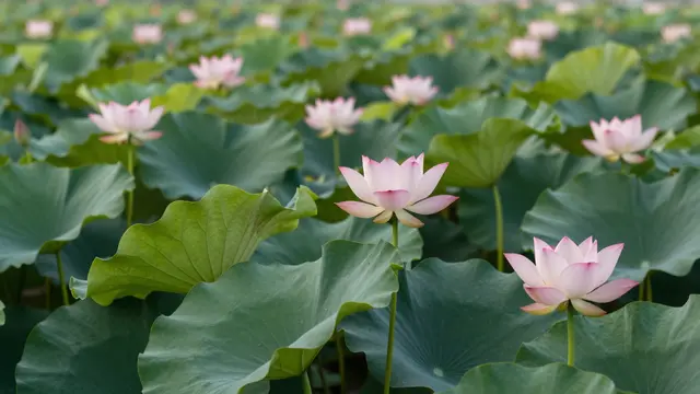 Dense pink lotus flowers and large green lily pads fill a sunlit pond at dawn