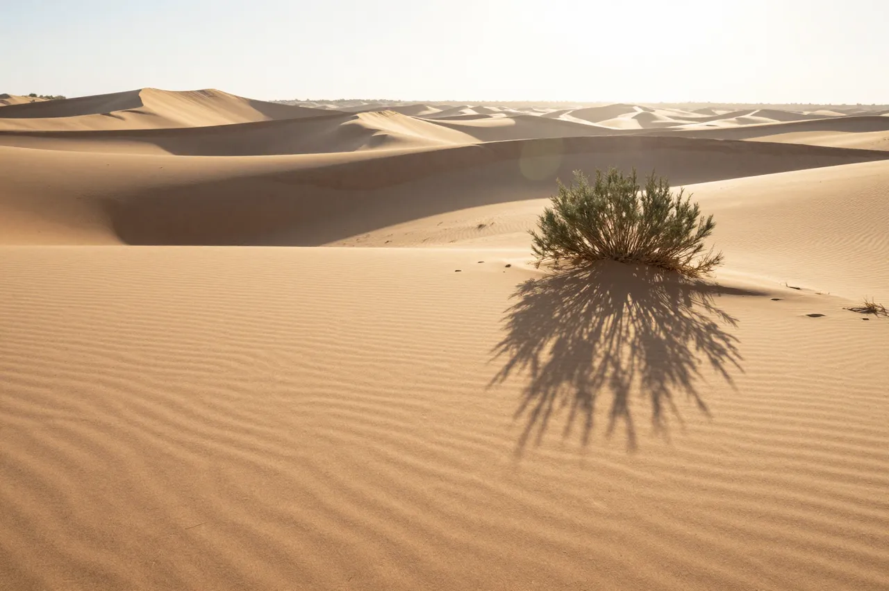 A lone desert shrub casts a long detailed shadow across rippled sand dunes at golden sunrise.